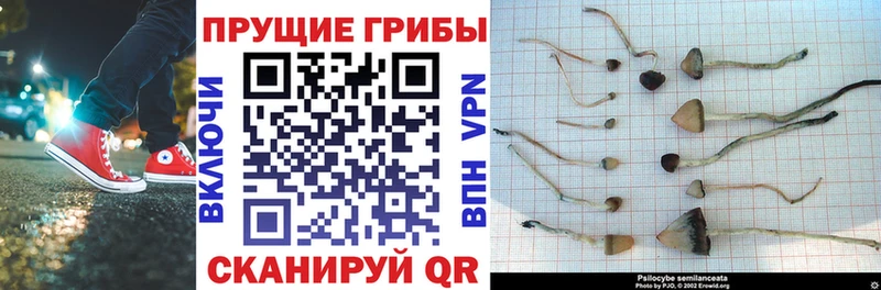 Галлюциногенные грибы Cubensis  Уяр 